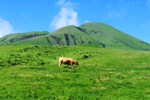 青々とした草原に佇むあか牛の写真
