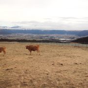 あか牛放牧の様子
